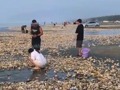 台风刮来遍地生蚝？有居民一小时捡了两百多斤，还拿车运！官方：来路不明建议别吃