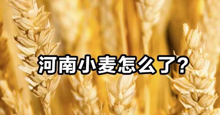 河南小麦怎么了？