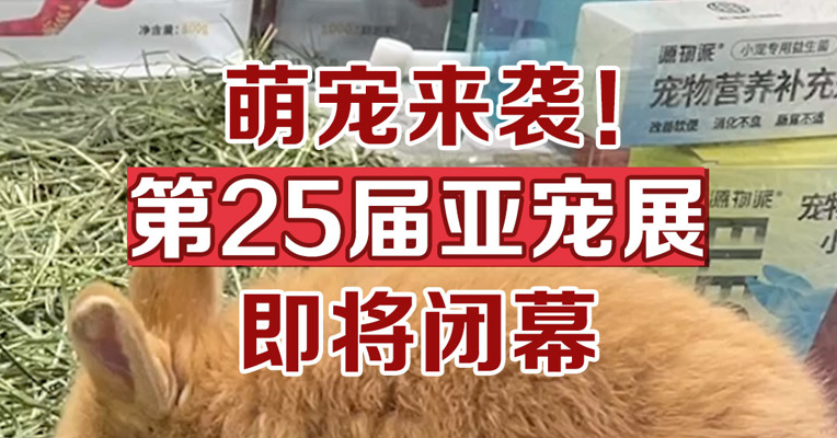 萌宠来袭！第25届亚宠展即将闭幕
