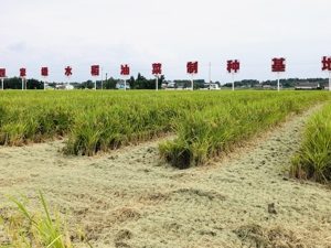 油菜种子全国占比超20%，这个国家级“制种大县”有何秘诀？