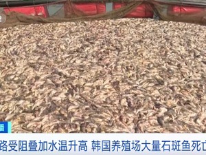 冲上热搜！石斑鱼卖不动，韩国超100万条鱼死亡！什么情况？