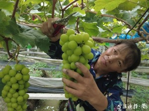 曾卖到上百元每斤，如今不到10元！“葡萄中的爱马仕”价格大跳水，网友：“还是巨峰好吃”