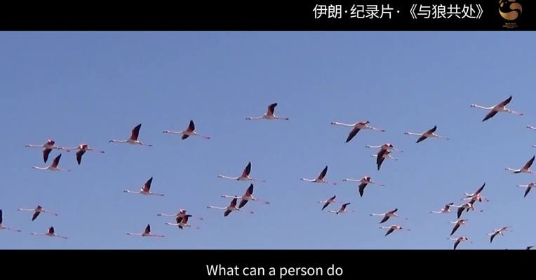 金能猫放映室|纪录片《与狼共处》