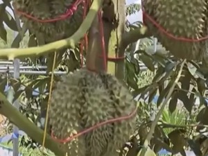 全球榴莲需求同比飙升400%！报告称中国市场占全球榴莲需求的91%，过去两年吃了超400亿元！网友热议...
