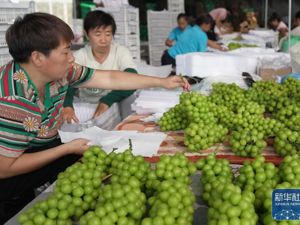 河北晋州：葡萄成熟采收忙