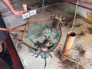 秋天的第一只大闸蟹来了！2023阳澄湖大闸蟹开捕上市，预计总产量破万吨