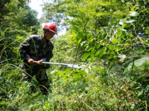 探索如何把绿水青山变成金山银山！深化集体林权制度改革出台顶层设计：加快推进集体林地“三权分置”