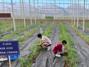 农村集体经济组织会计制度落地 明年1月起施行