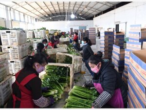 商务部：10月23日至29日全国食用农产品和生产资料价格小幅下降