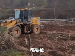 陕西丹凤通报“强砍3万多棵国槐树”事件：违规占用农田，不涉及赔偿事项