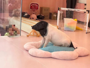 8888元住一晚“猪景房”？经营方：非房费而是年卡套餐，离店时还送1头猪！网友热议......