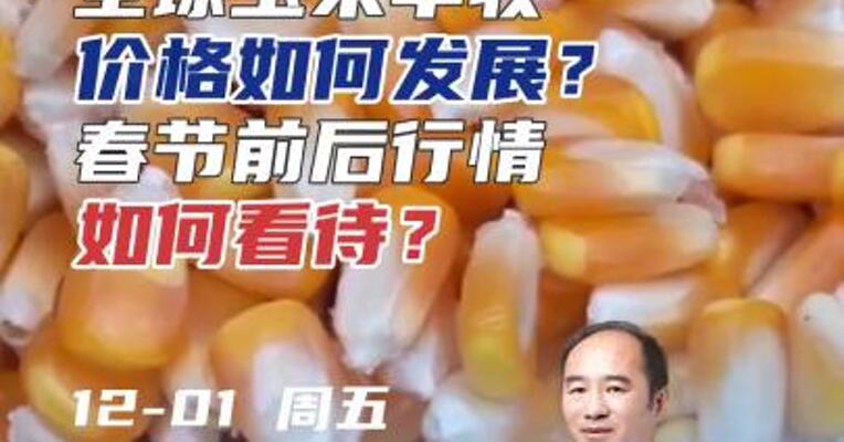 全球玉米丰收，价格如何发展？春节前后行情如何看待？#期货 #期权 #农业