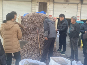 调查丨投机客隐现，谁在推高部分中药材品种的价格？操盘者详述全过程