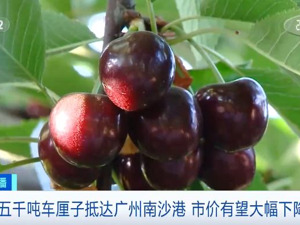 4800吨智利车厘子来了！迅速运往北上广等地！市价有望便宜四成……