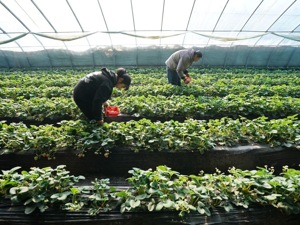 河北栾城：特色种植拓宽农民增收路