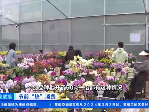 订单量爆增！“洋兰王后”卖爆了，个别品种价格翻倍！有的没上市就被预订一空