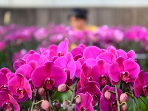 河北无极：特色花卉产业助力乡村振兴