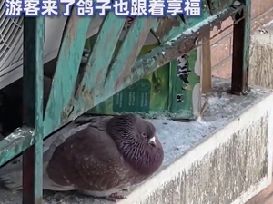 “尔滨中央大街鸽子被游客喂成鸽猪”冲上热搜！淄博文旅副局长：对比哈尔滨有差距