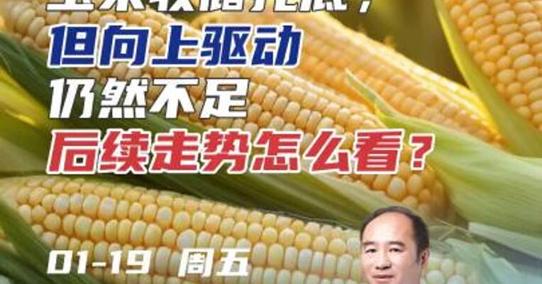 玉米收储托底，但向上驱动仍不足，后续走势怎么看？#期货 #农业 #投资