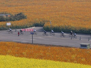 成都新津油菜花田中 国际自行车车迷健身节鸣枪开赛