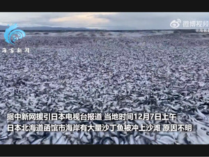 日本北海道又现大量沙丁鱼尸体，市政府已回收1400公斤，呼吁游客不要接触