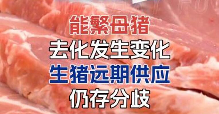 能繁母猪去化发生变化，生猪远期供应如何？#期货 #理财 #农业