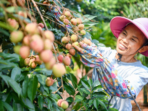 热搜！200多吨“冻眠荔枝”上市，保鲜10个月仍鲜美！早熟荔枝价格高达80元/公斤