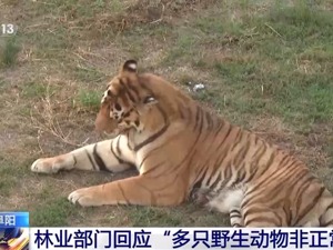 “20只东北虎死亡，其中幼虎10只”！当地最新回应：曾发出5次整改通知！央媒发声：严肃追责