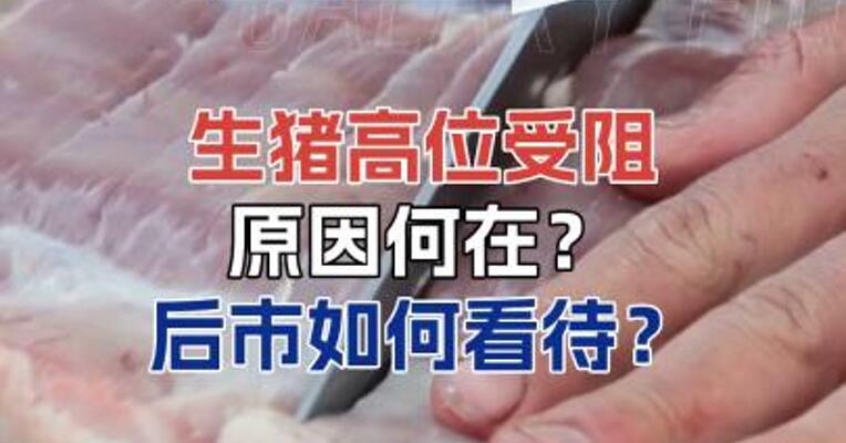 生猪高位受阻原因何在？后市如何看待？