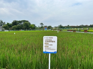 成都“温江造”川农牛红香糯达成全川种植万余亩 成功转化多种产品
