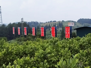 刷屏了，“水果皇后”价格大“跳水”！昔日数百元一斤，如今每盒基本个位数！