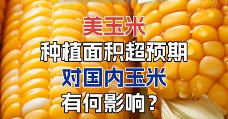 美玉米种植面积超预期，对国内玉米有何影响？