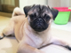 86259043.thumb_hs