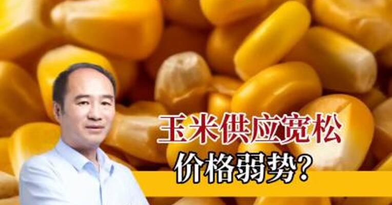 玉米供应宽松，价格会走弱吗？#期货 #交易 #农作物