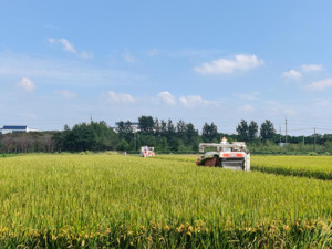 地理标志产地直供锁鲜直达 叮咚买菜开启2024新米季