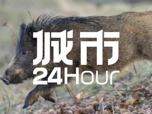 城市24小时 | 野猪“密度超标”，城市何解？