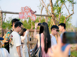 成都金堂县天府橘乡“秋田橘野欢乐集市游”活动开启