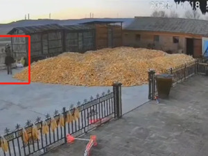 老虎进村咬伤村民？官方最新通报！被咬伤村民家属：左手不一定能保住