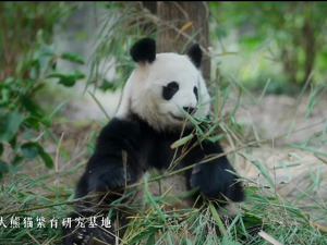 成都大熊猫主题游线发布：从成都出发，探索美丽熊猫家园