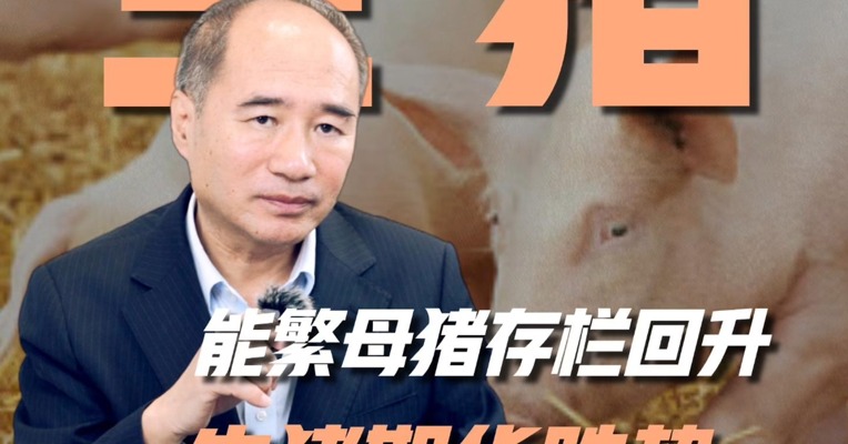 能繁母猪存栏回升，生猪期货跌势会延续吗？