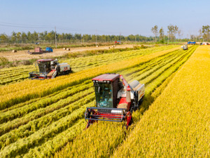 首次！ 我国粮食总产量迈上1.4万亿斤新台阶