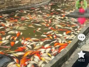 一夜之间，步行街观赏鱼大量死亡！重庆警方再通报：一男子将杀虫剂倒入鱼池，已被刑拘