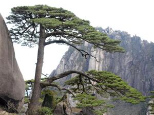 皖股这一周｜龙迅股份去年归母净利润同比增40.62%；黄山旅游资源有偿使用费调整