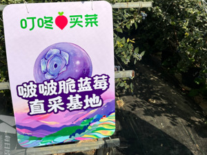 生鲜电商竞争潜入“水下”：2024首次实现全面盈利，叮咚买菜奔赴下一个战场
