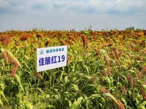 全产业链模式 成都邛崃打造中国白酒高质量发展样本