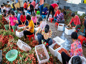 这种水果价格大跳水，商家“一上午卖出200多箱”，有老板直言：一天一个价
