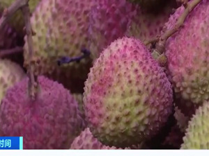 降价40%，荔枝大量上市，销售商：还会再降！