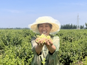 连花清瘟的“花”是什么花？以岭药业3100亩金银花开出富民良方