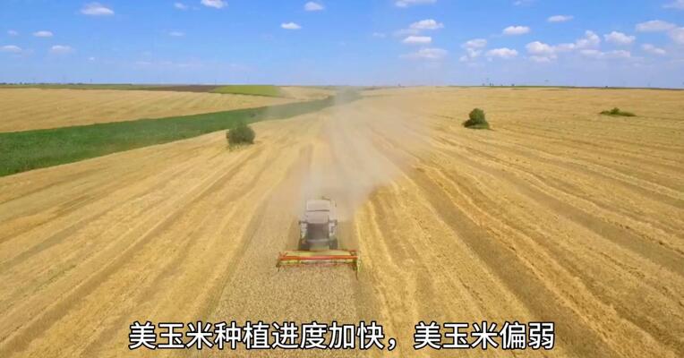 玉米短期偏强！长期回调风险在哪？
