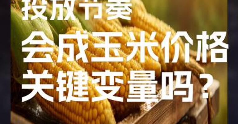 政策粮源投放节奏，会成玉米价格关键变量吗？